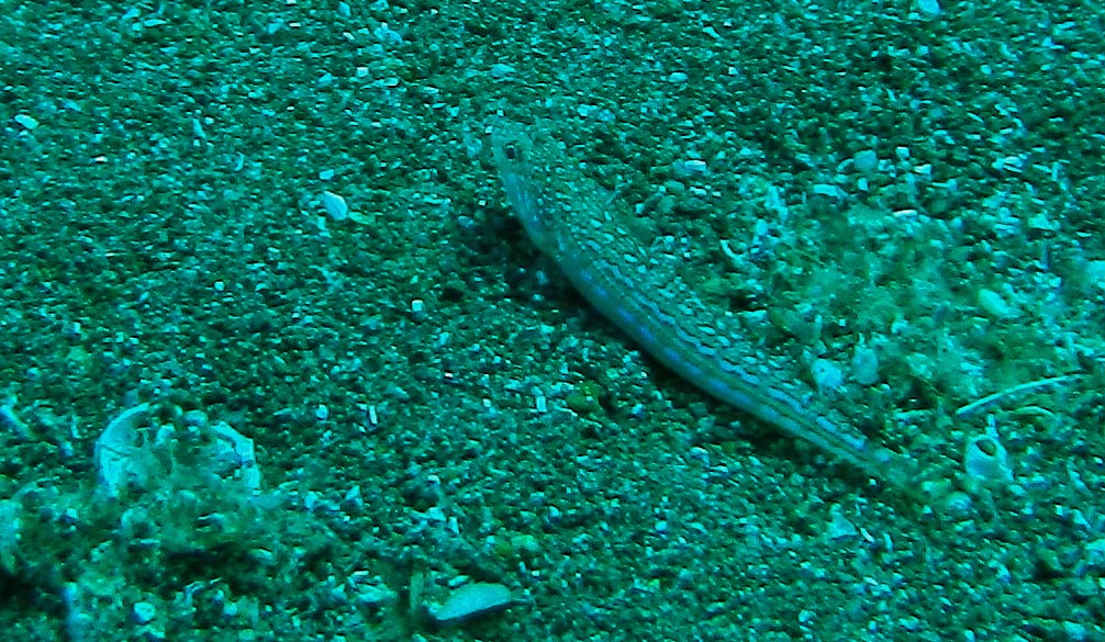 Pesce lucertola (dalla Toscana)